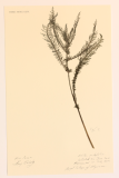 Achillea millefolium RCPGdnHerbarium  (51).JPG